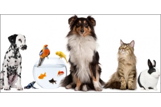 PET PRODUCTS, CANARY SEEDS, BUDGERIGAR SEEDS, PET FURNITURES, AQUARIUMS, NESTS, FEEDS